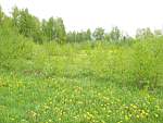 P5250250.JPG http://yarfoto.narod.ru