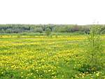 P5250251.JPG http://yarfoto.narod.ru