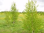 P5250255.JPG http://yarfoto.narod.ru